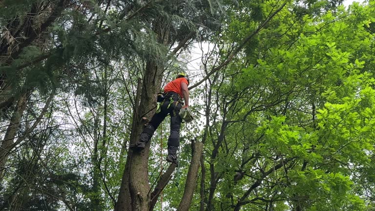 Best Fruit Tree Pruning  in Lake Leann, MI