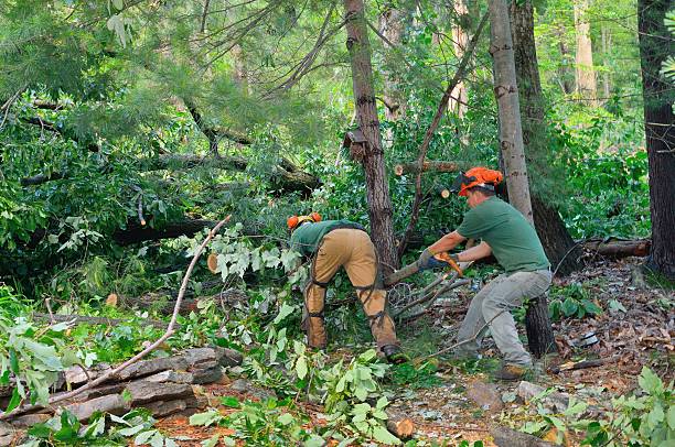 Best Tree Trimming and Pruning  in Lake Leann, MI