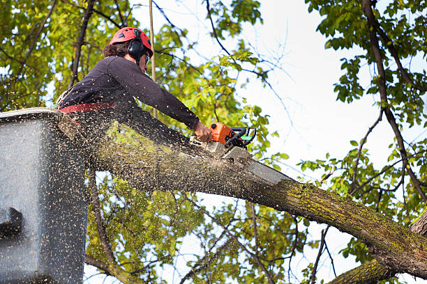  Lake Leann, MI Tree Care Services Pros